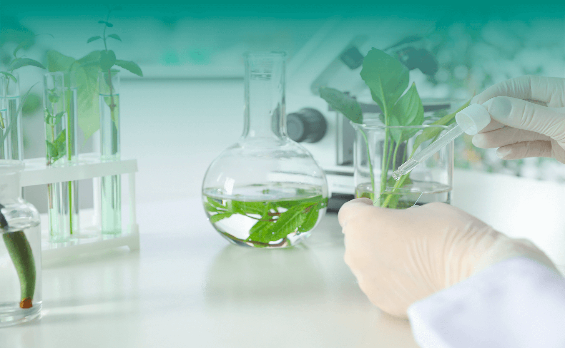 Geles y Cremas conductoras de plantas medicinales